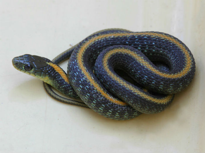 Santa Cruz Garter Snake